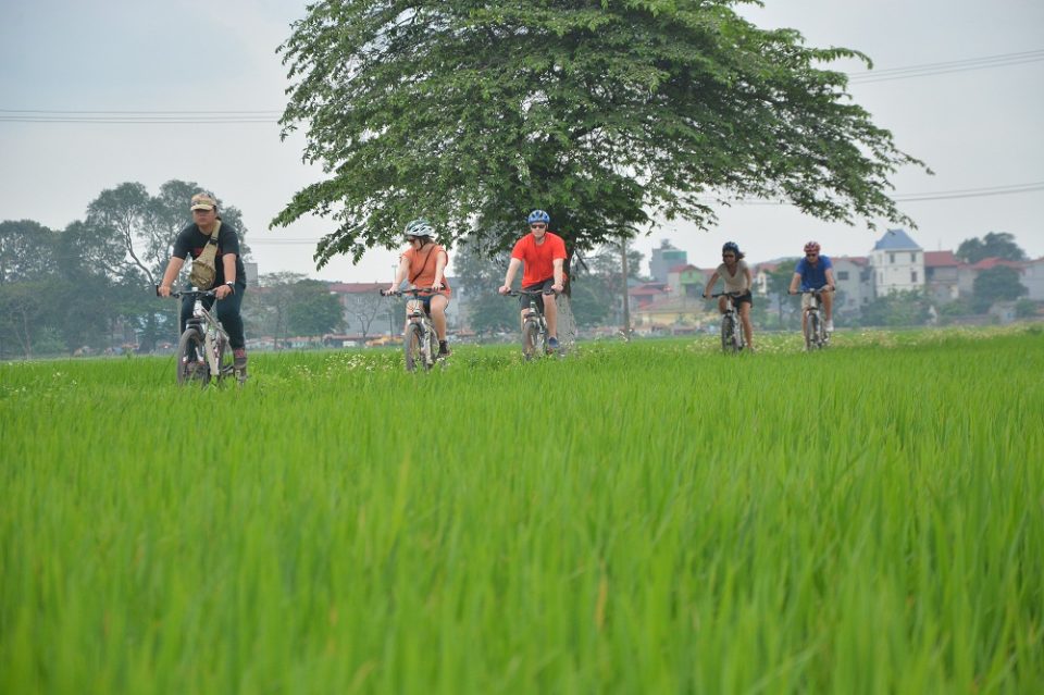 Hanoi Bike through rice field