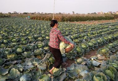Hanoi - Vegetable Feild