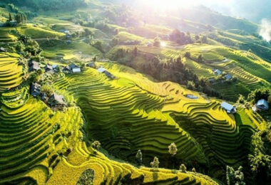 Rice terraces of Sa Pa