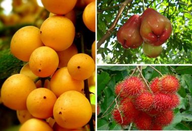 Ben Tre Mekong - Fruit
