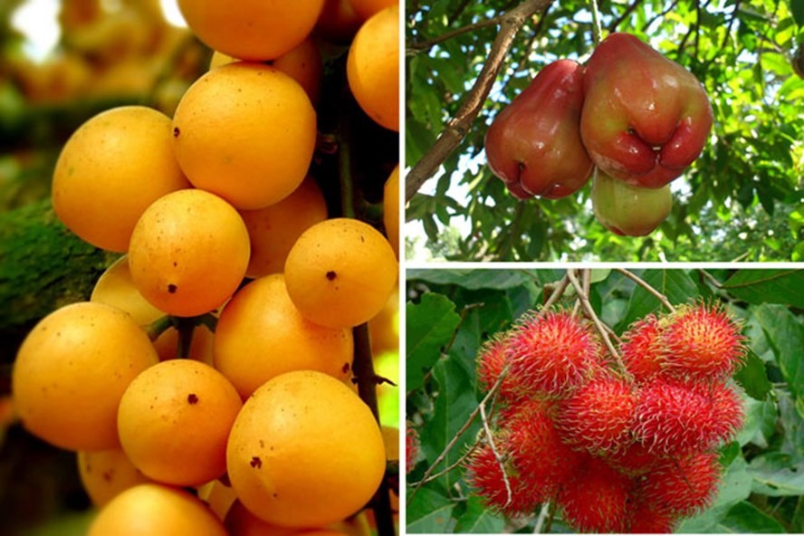 Ben Tre Mekong - Fruit