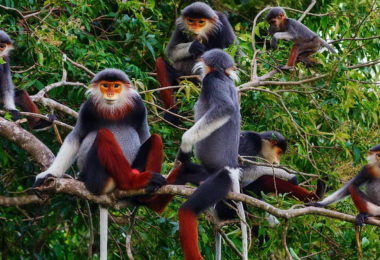 Cuc Phuong National Park Monkey