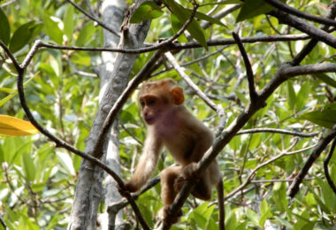 Can Gio Mangrove Forest Monkey