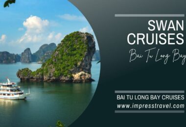 Swan cruise in Bai Tu Long bay