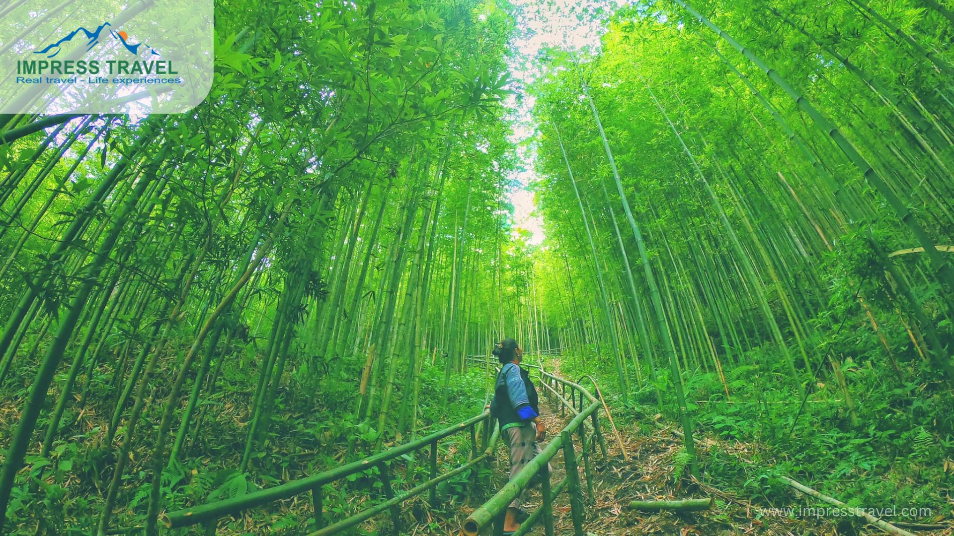 60-year-old Mu Cang Chai bamboo forest