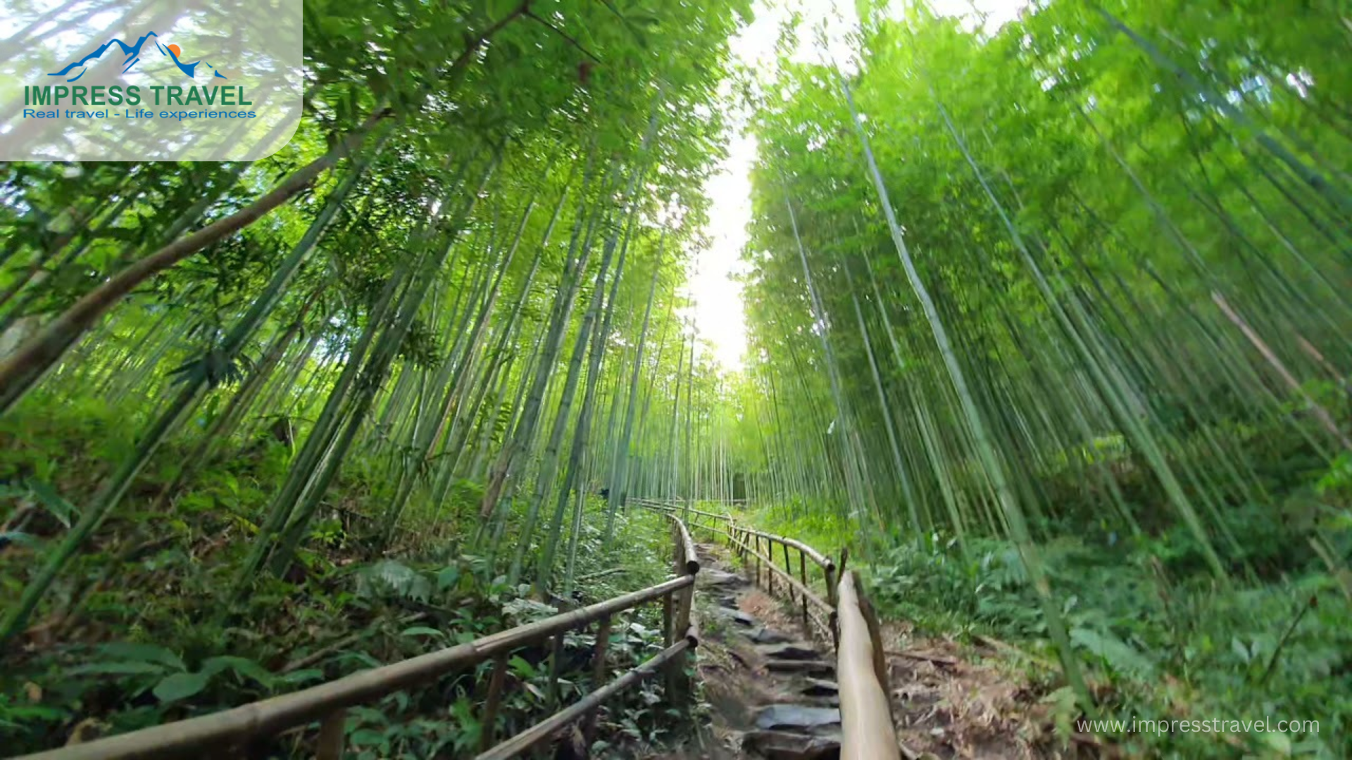 Bamboo Forest in the summer