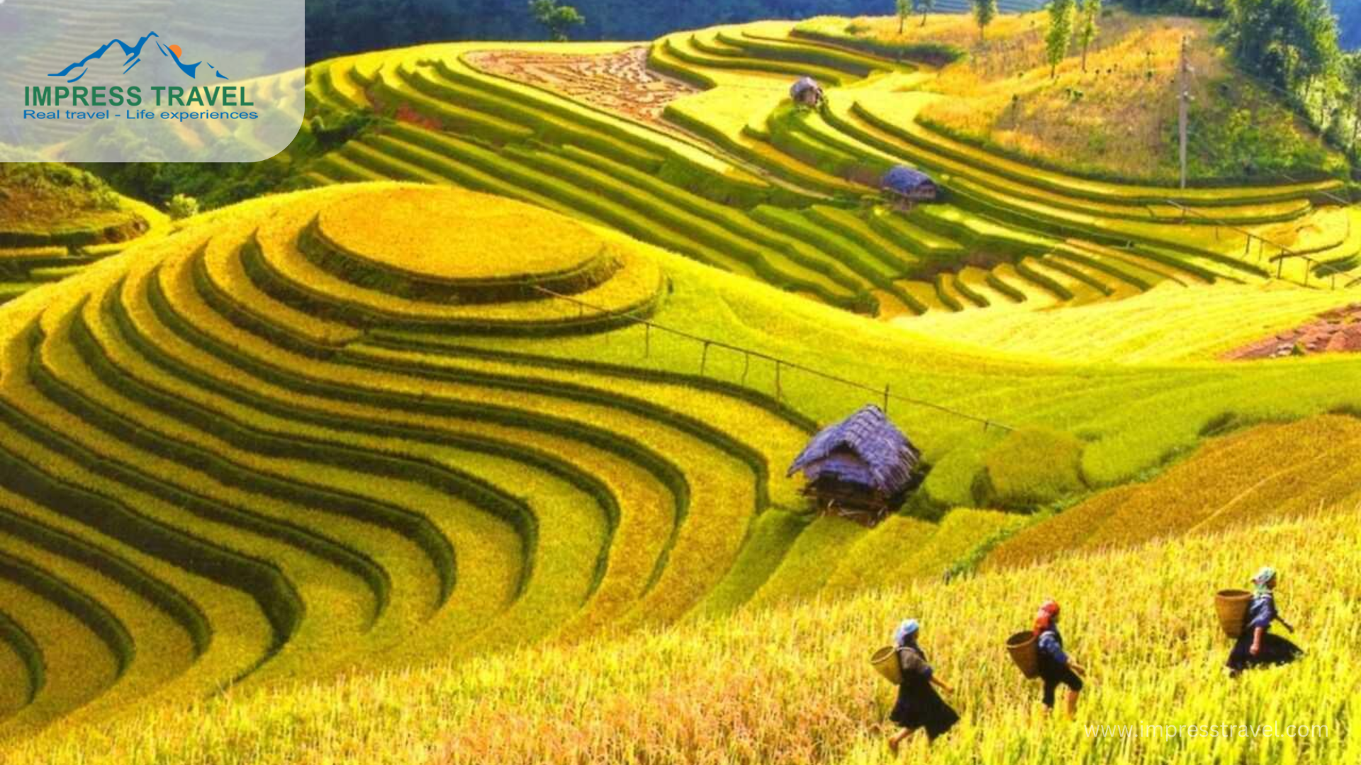 The Terraced Fields