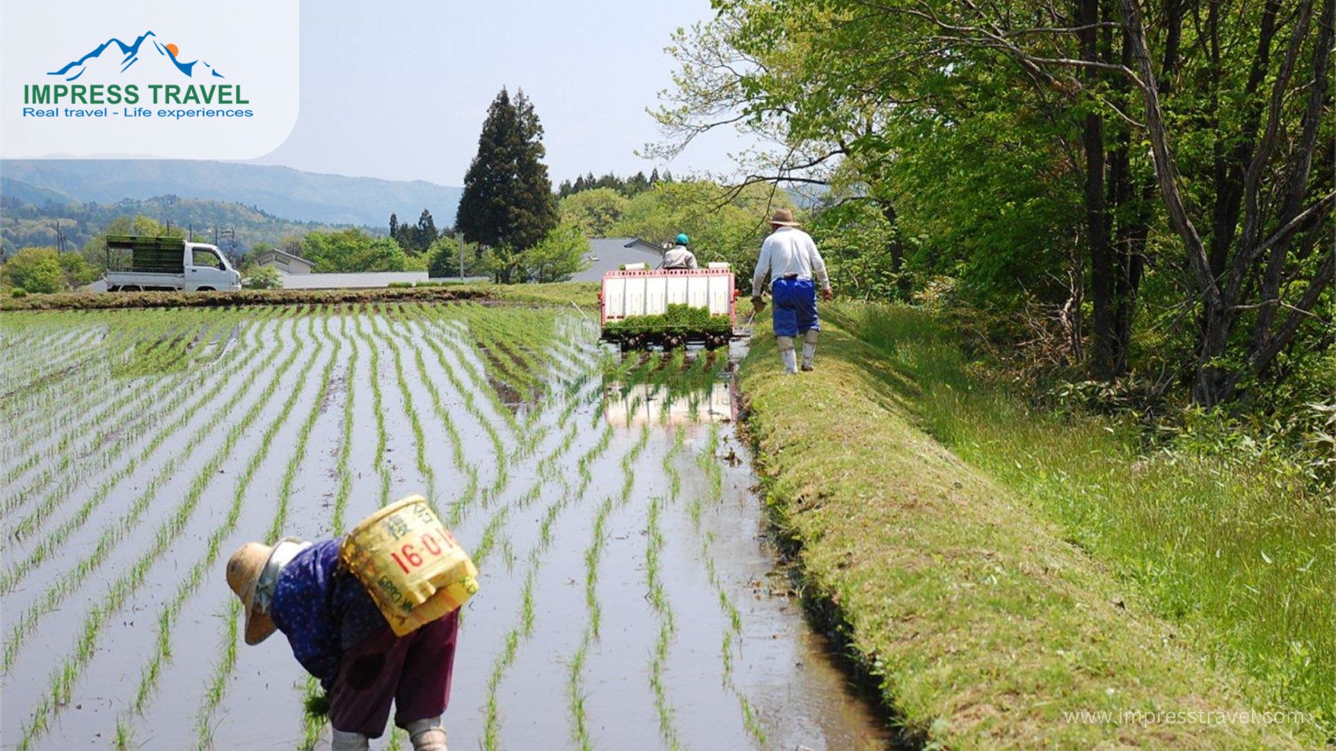 Rice Planting Season