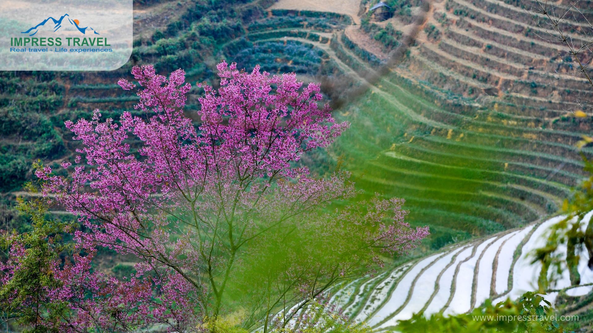 Spring In Mu Cang Chai