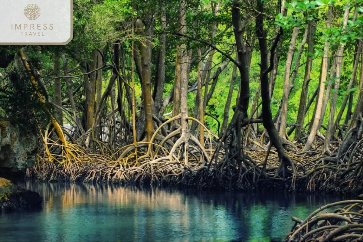 Cà Mau Mangrove Forest