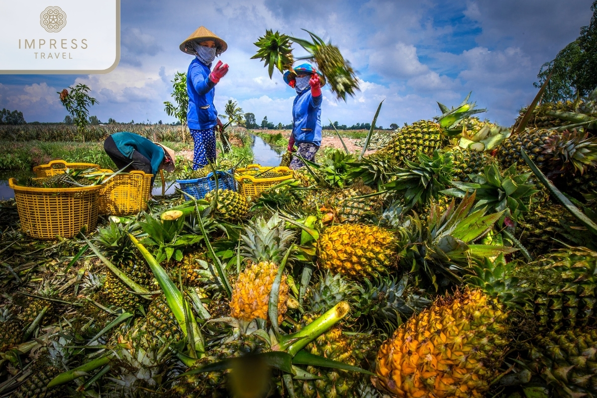 Ben Luc Pineapple Garden