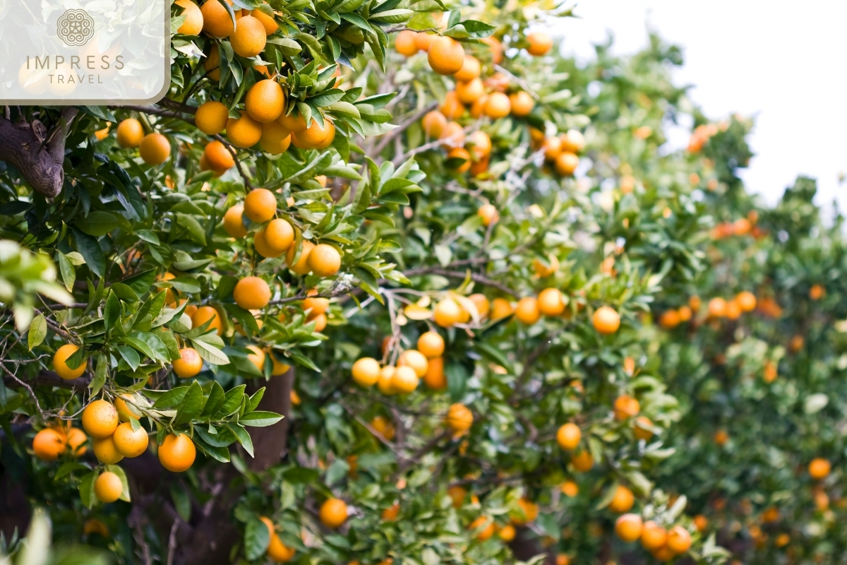  Dong Thap Mandarin Orange Garden