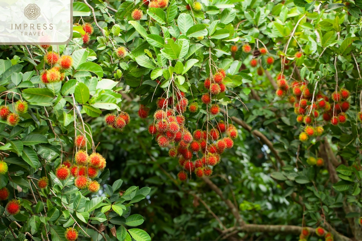 Vinh Kim Fruit Garden