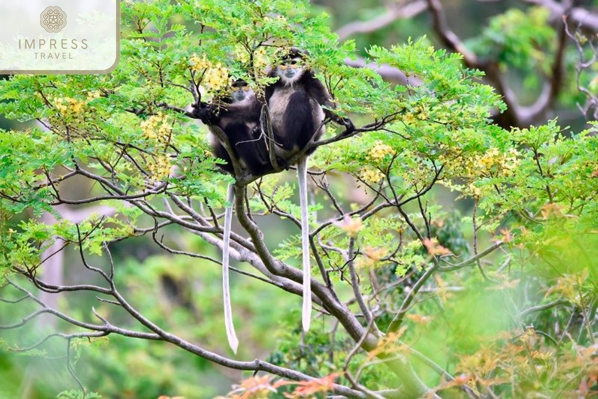 Wildlife Observation