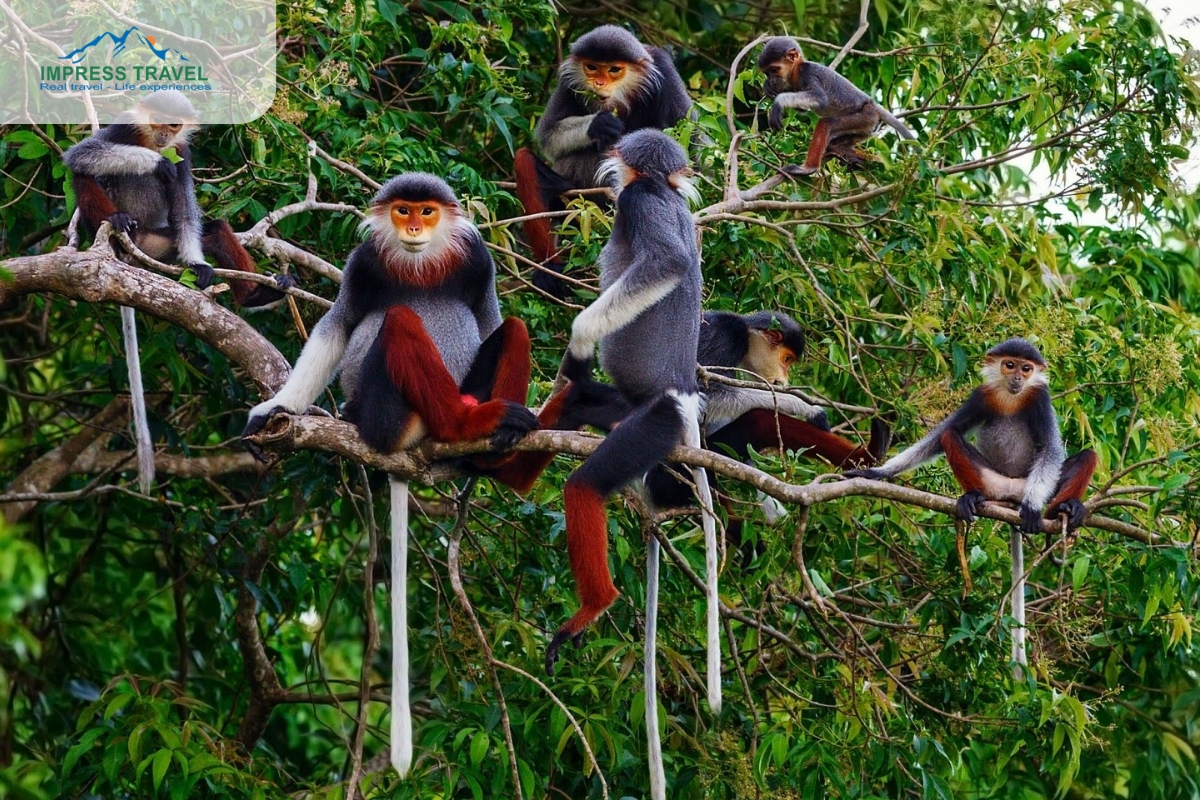 See monkeys on the peninsula