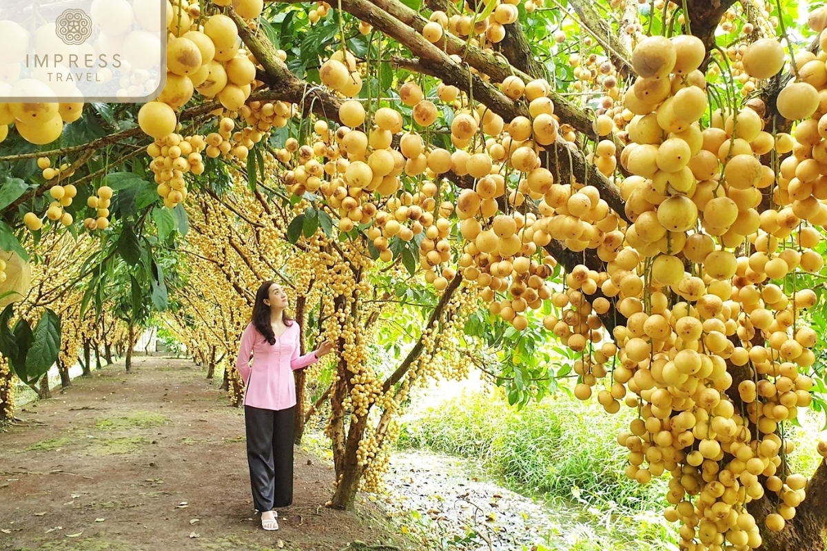 Fruit Orchards