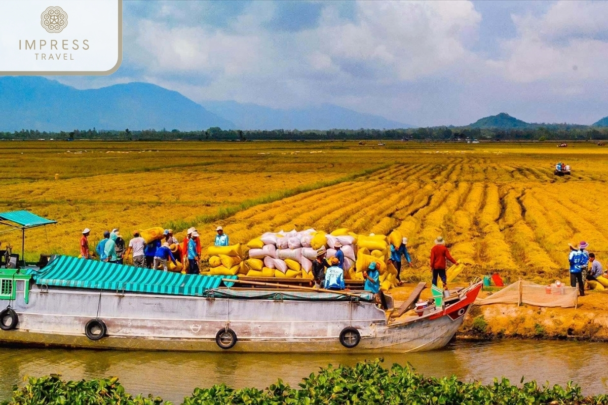 Harvesting rice in the Mekong Delta 