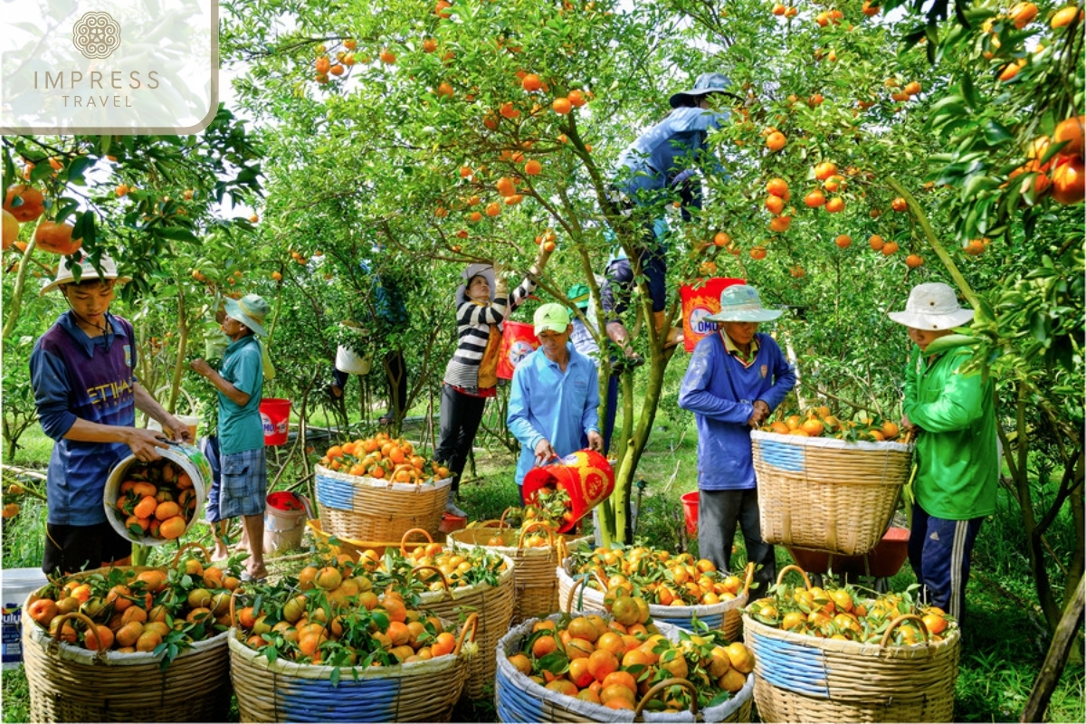 Fruit basket in the Mekong Delta 