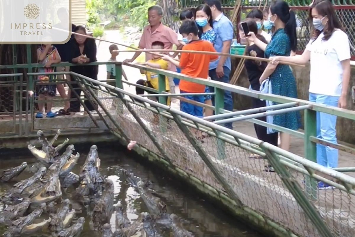 Feeding the crocodiles