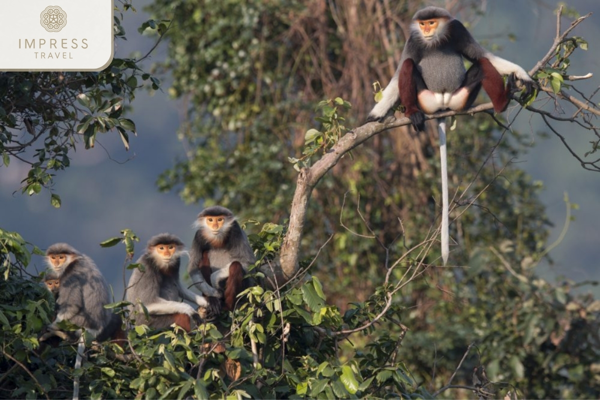 A family of red-shanked douc langurs - Monkey Mountain for Da Nang Tour