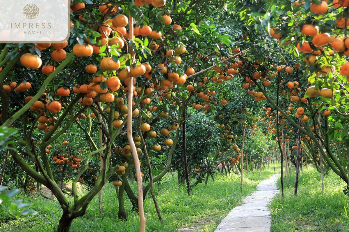 Mekong Delta Fruit Garden 