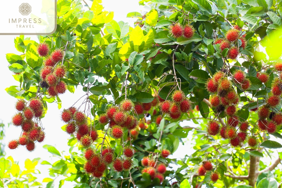 Trung An Fruit Garden