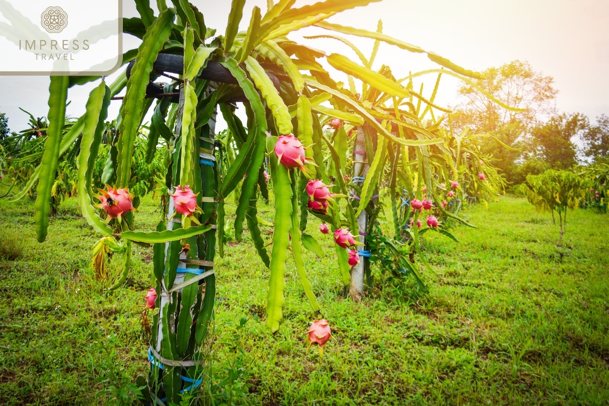 Dragon Fruit Garden