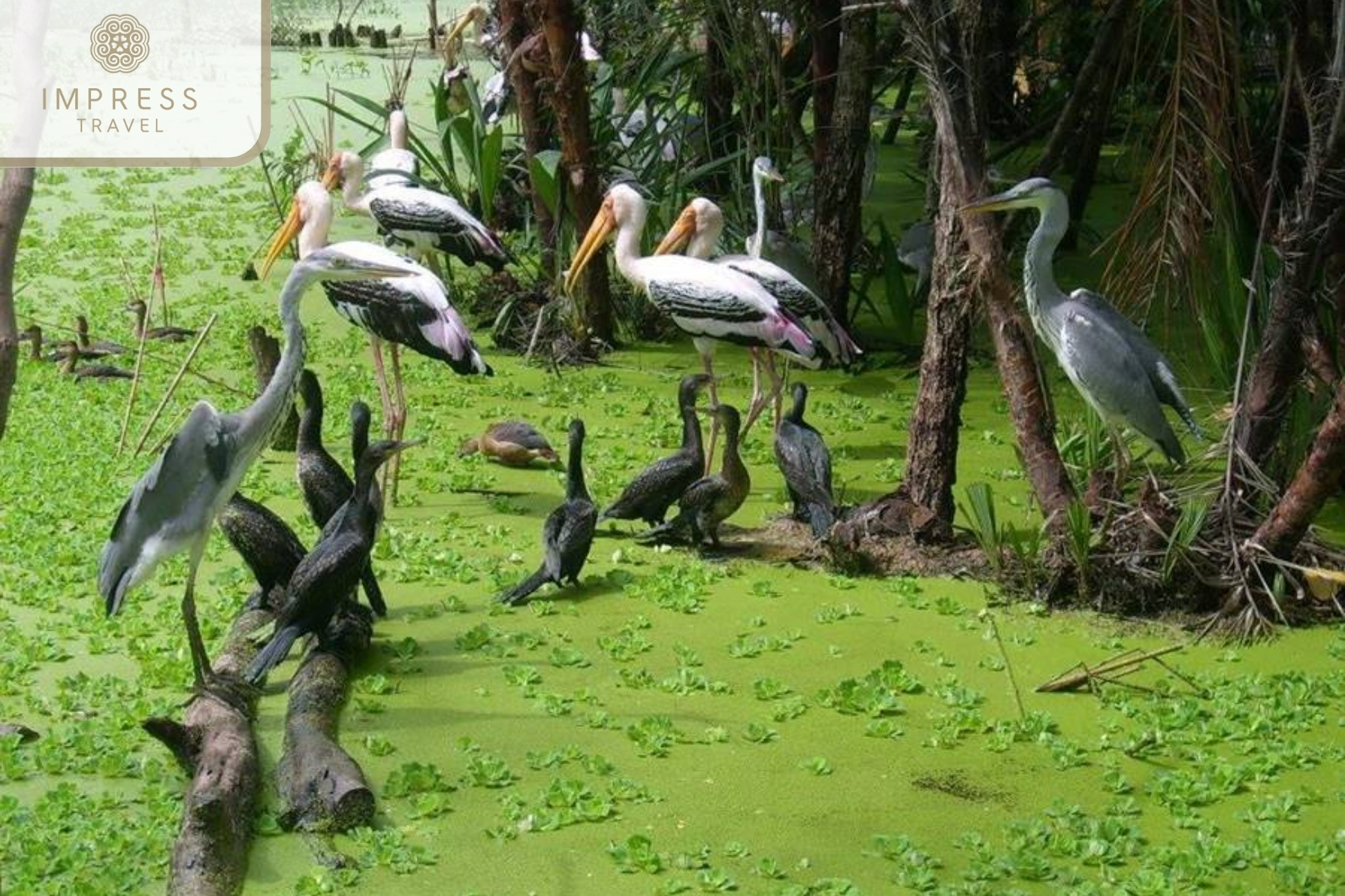 Price for Mekong Delta tours: An Giang bird sanctuaries