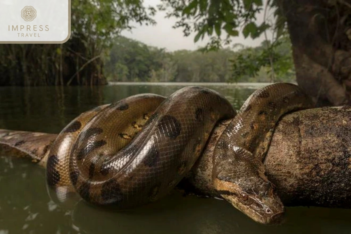 Mangrove python - Taking pictures of pythons on a Mekong tour