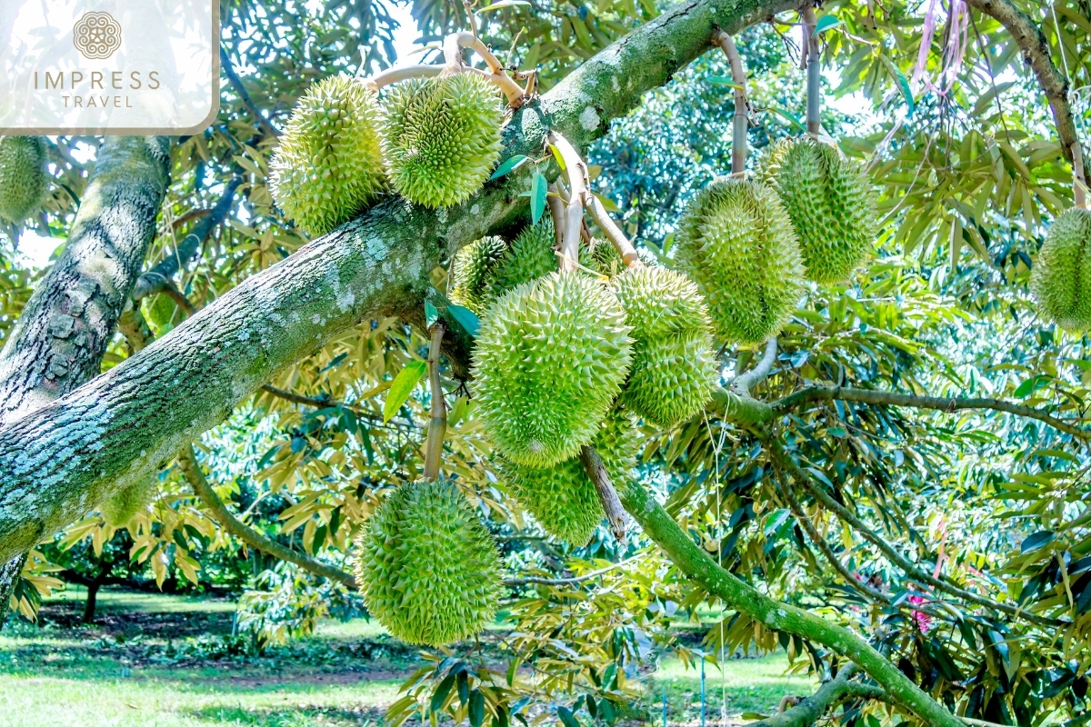 Tropical fruit gardensdens