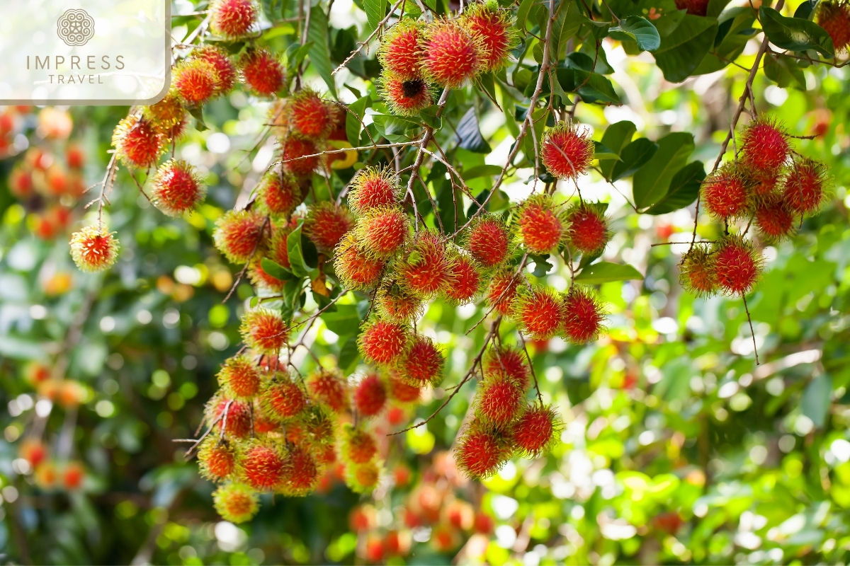 Trung An Fruit Garden, Cu Chi