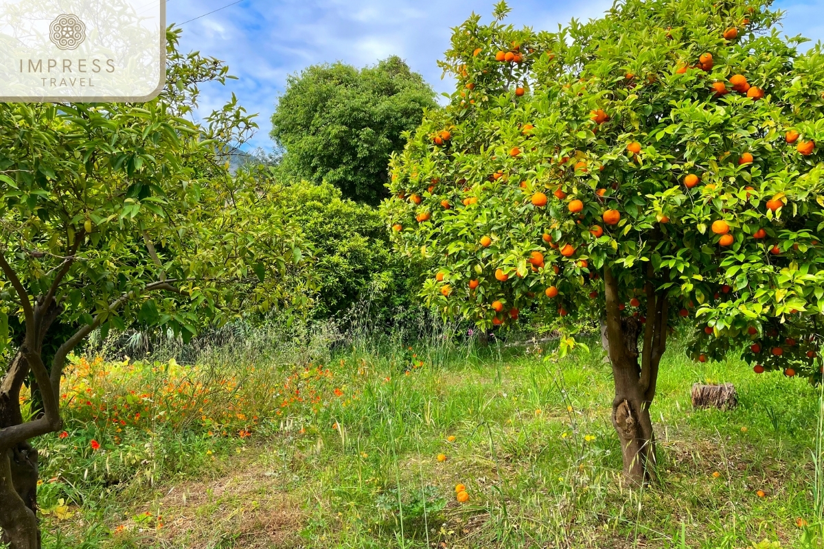 Cai Mon Fruit Garden, Ben Tre