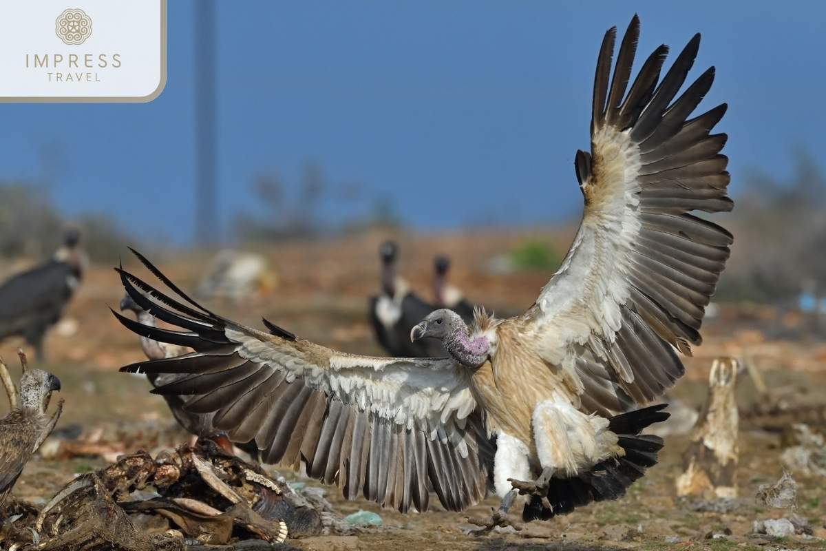 Indian vulture