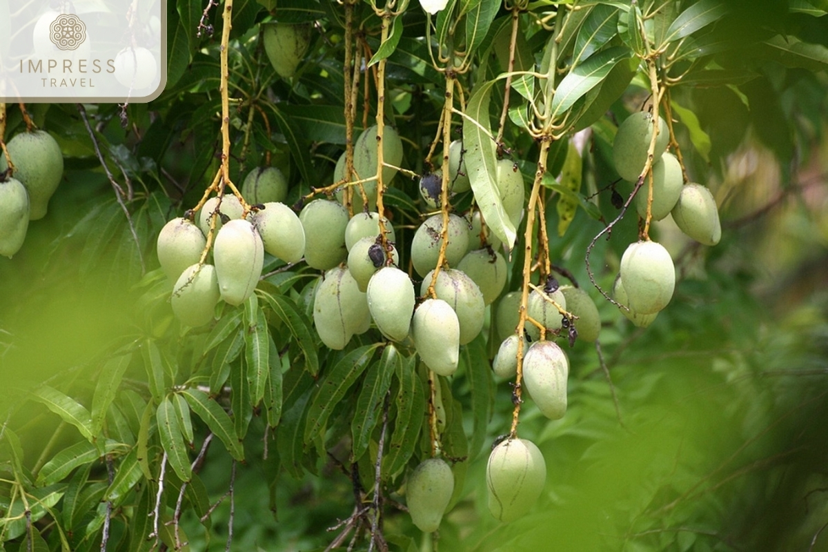 Vinh Kim Fruit Garden, Tien Giang - Tropical Fruit Gardens