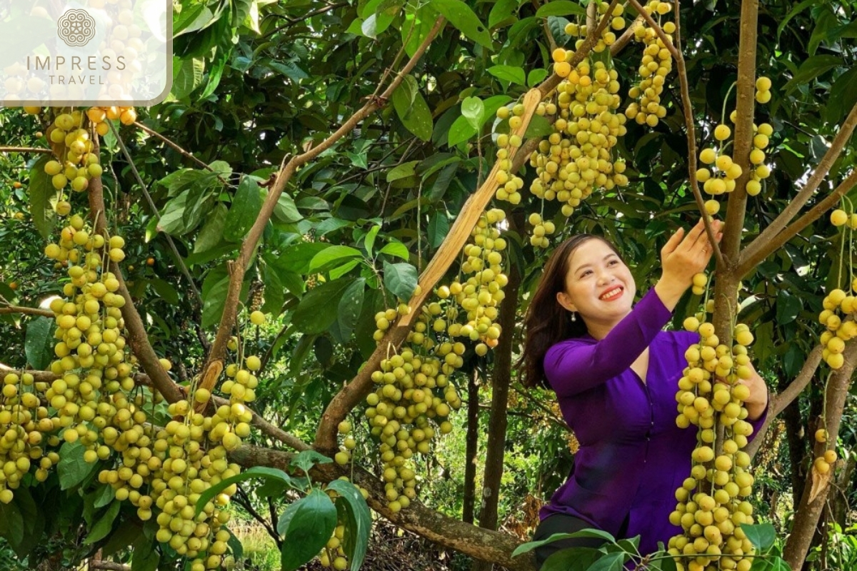 Rach Ke Ecological Fruit Garden, Can Tho - Tropical Fruit Gardens