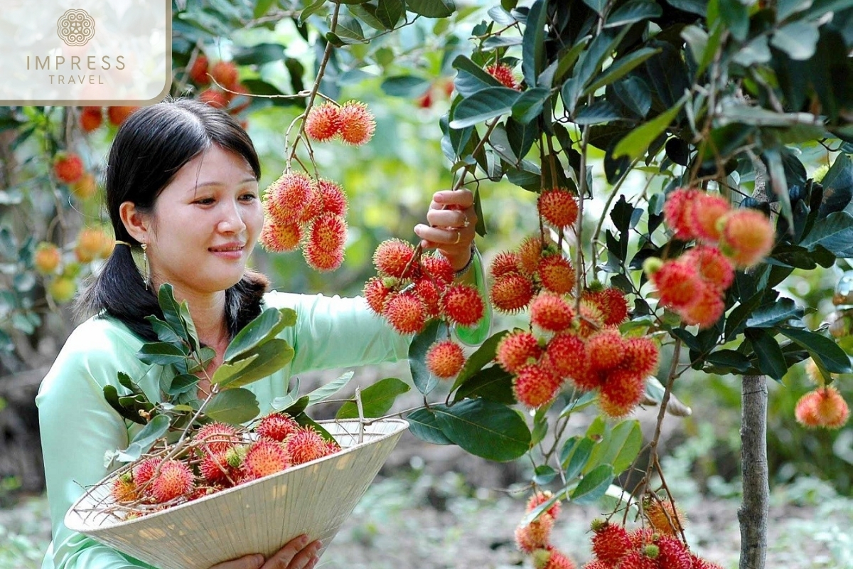 Rambutan garden