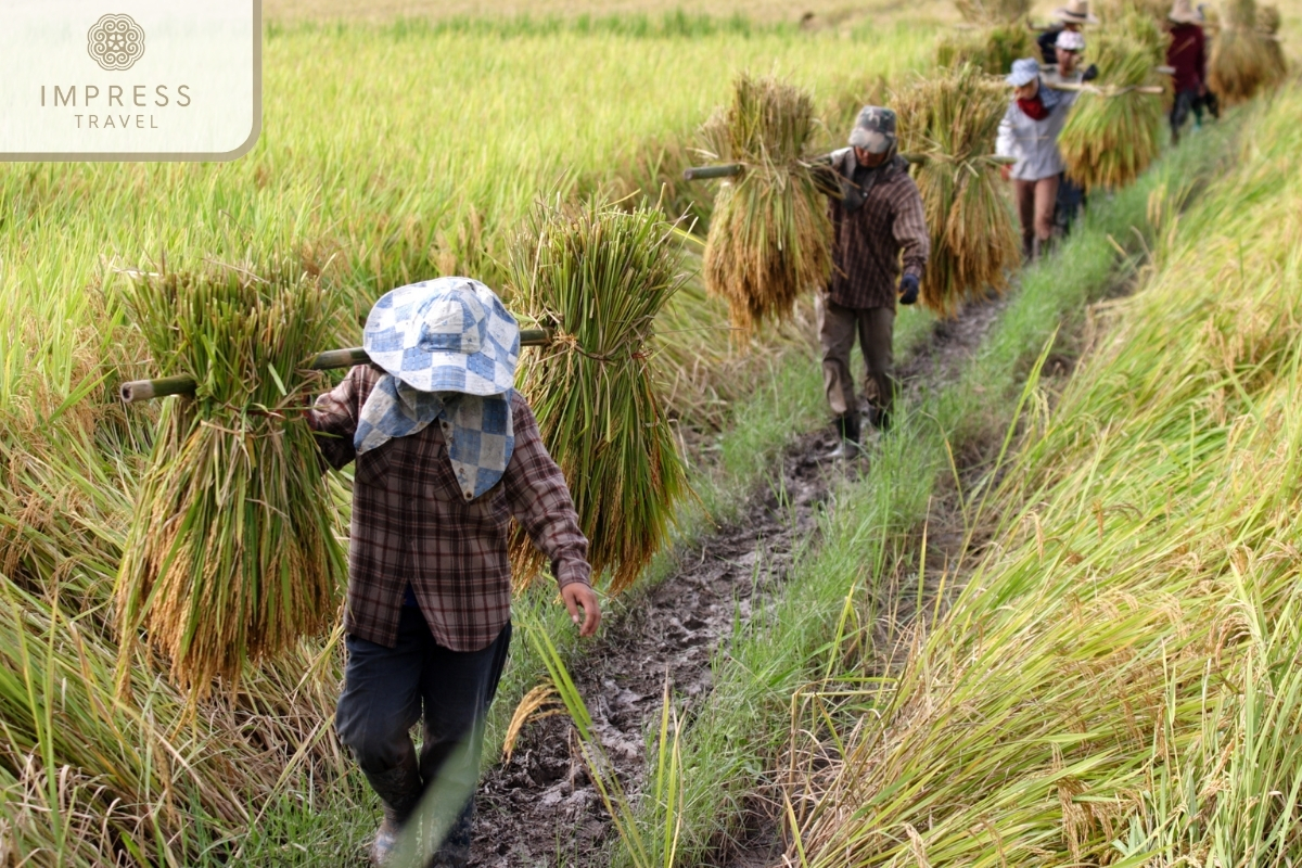 Rice harvesting