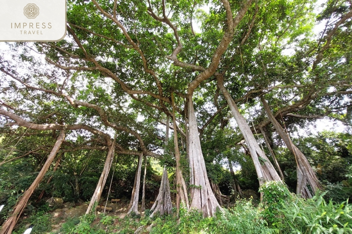 Ancient tree in Hoa Son forest - photography tours in Danang