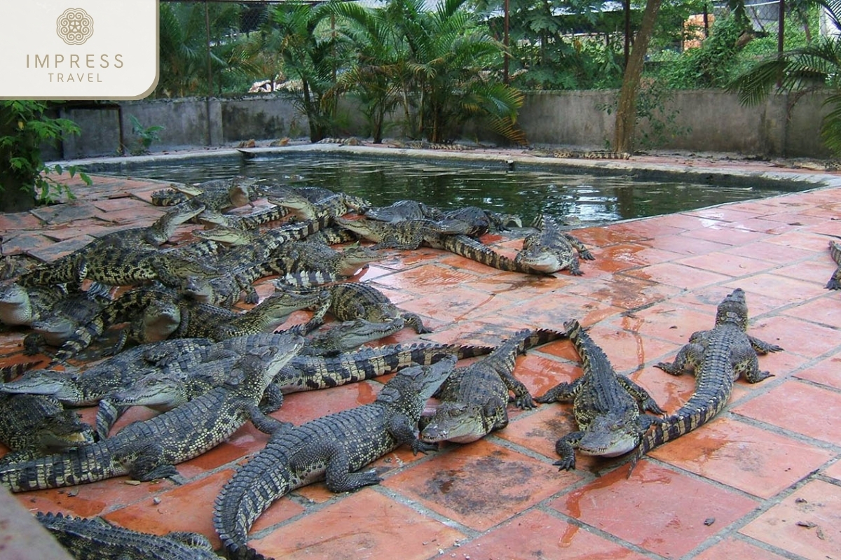 Unique Features of Long Xuyen Crocodile Farm