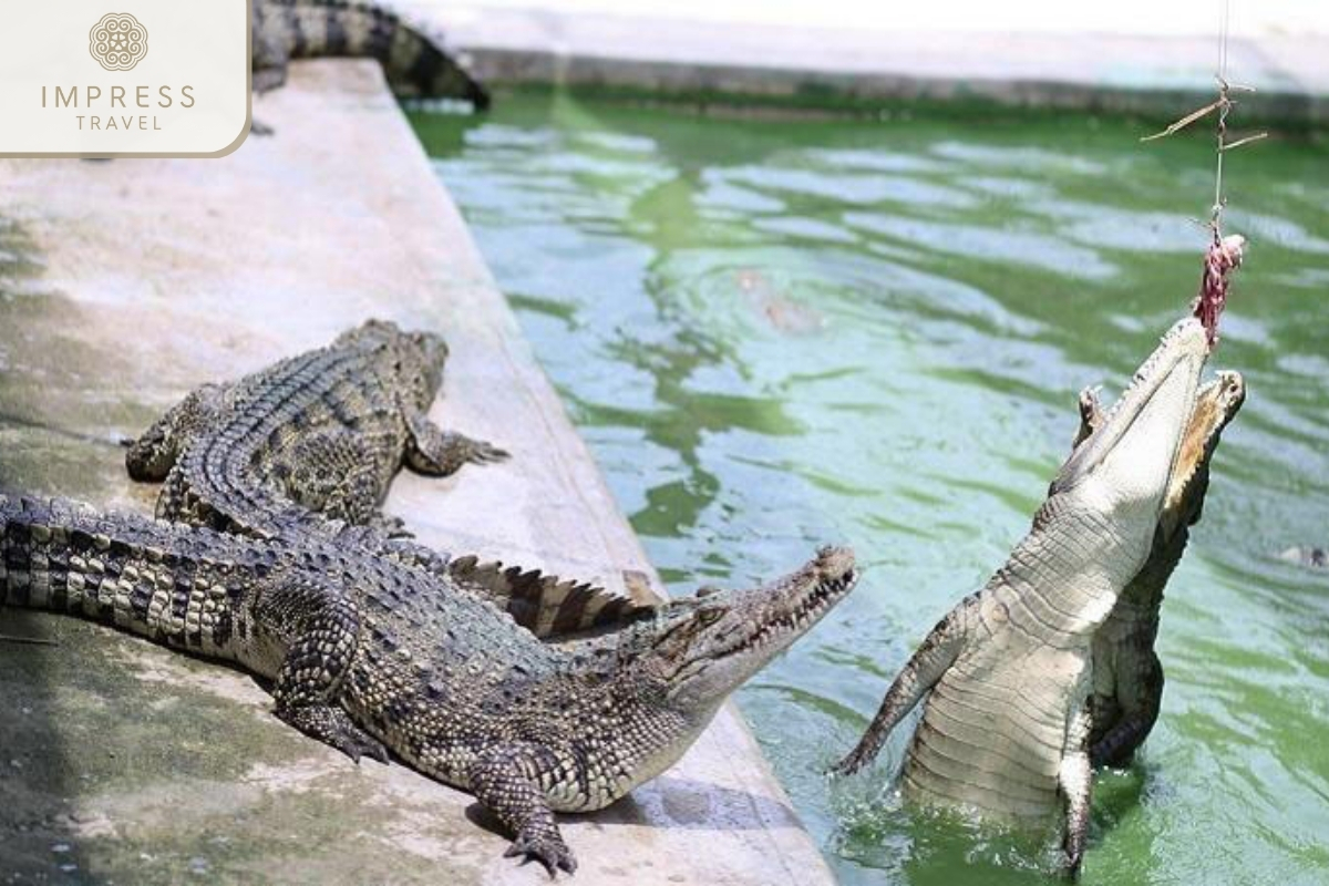 Crocodile fishing activities