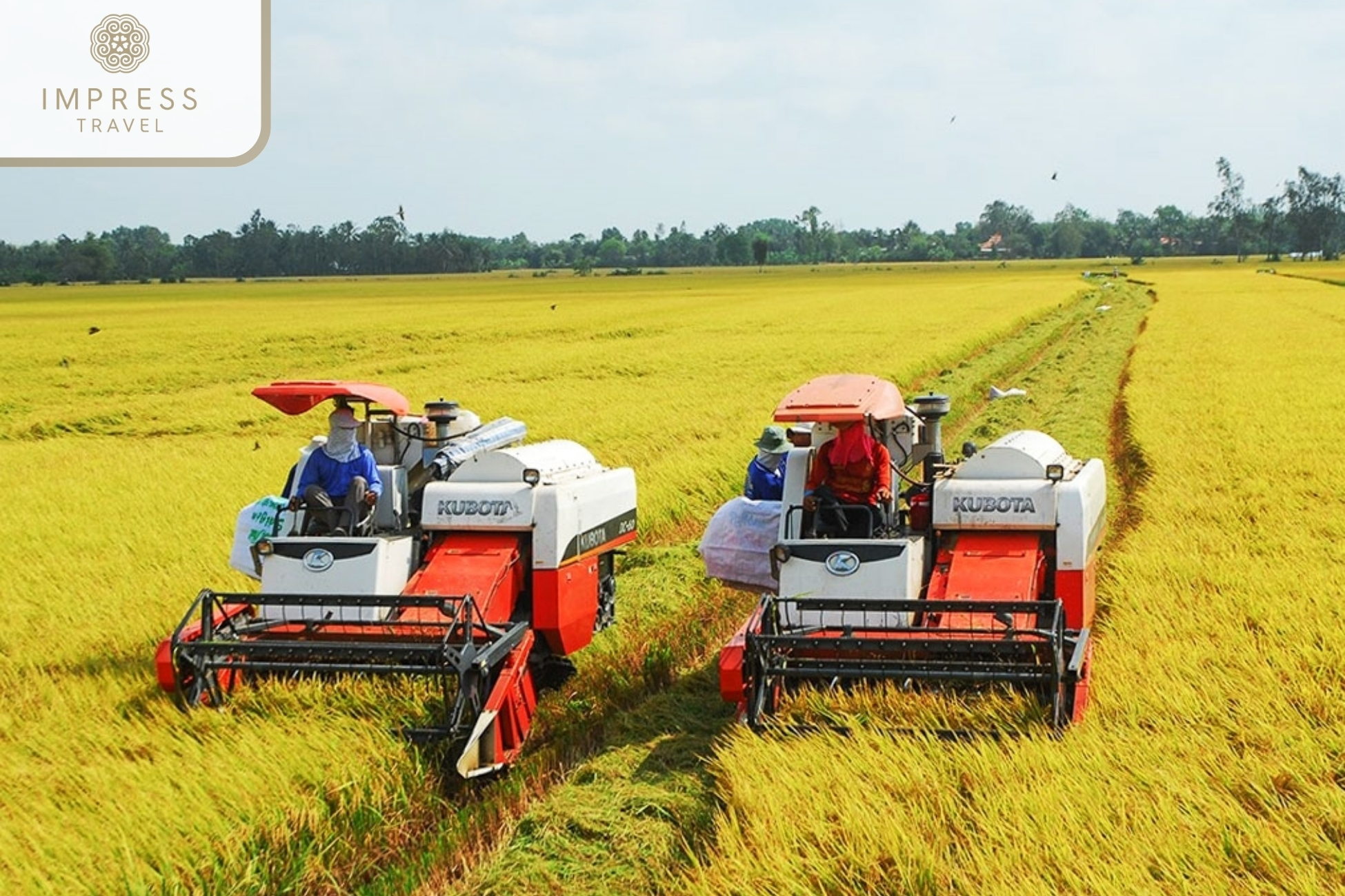 Rice harvesting