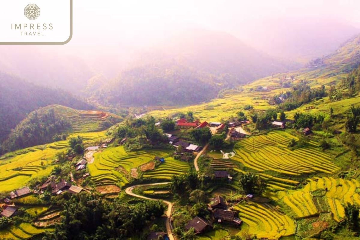 Trekking through golden rice fields in Trekking through golden rice fields