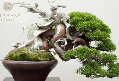 Beautiful bonsai in Hanoi