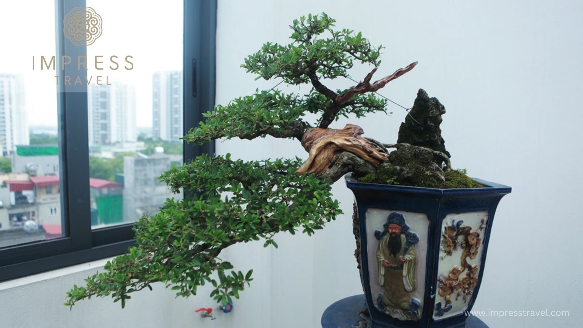 Bonsai in Hanoi