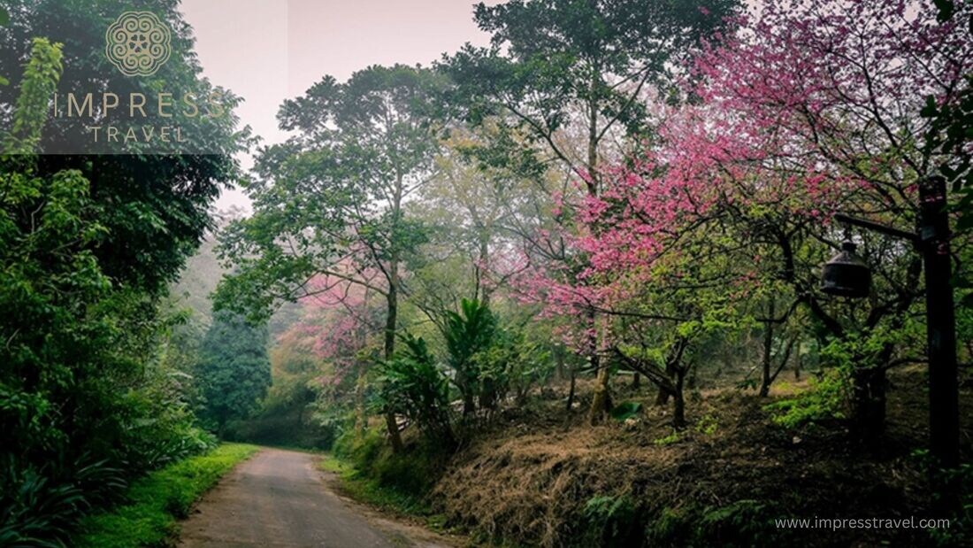 Flowers Anh Dao in Ba Vi