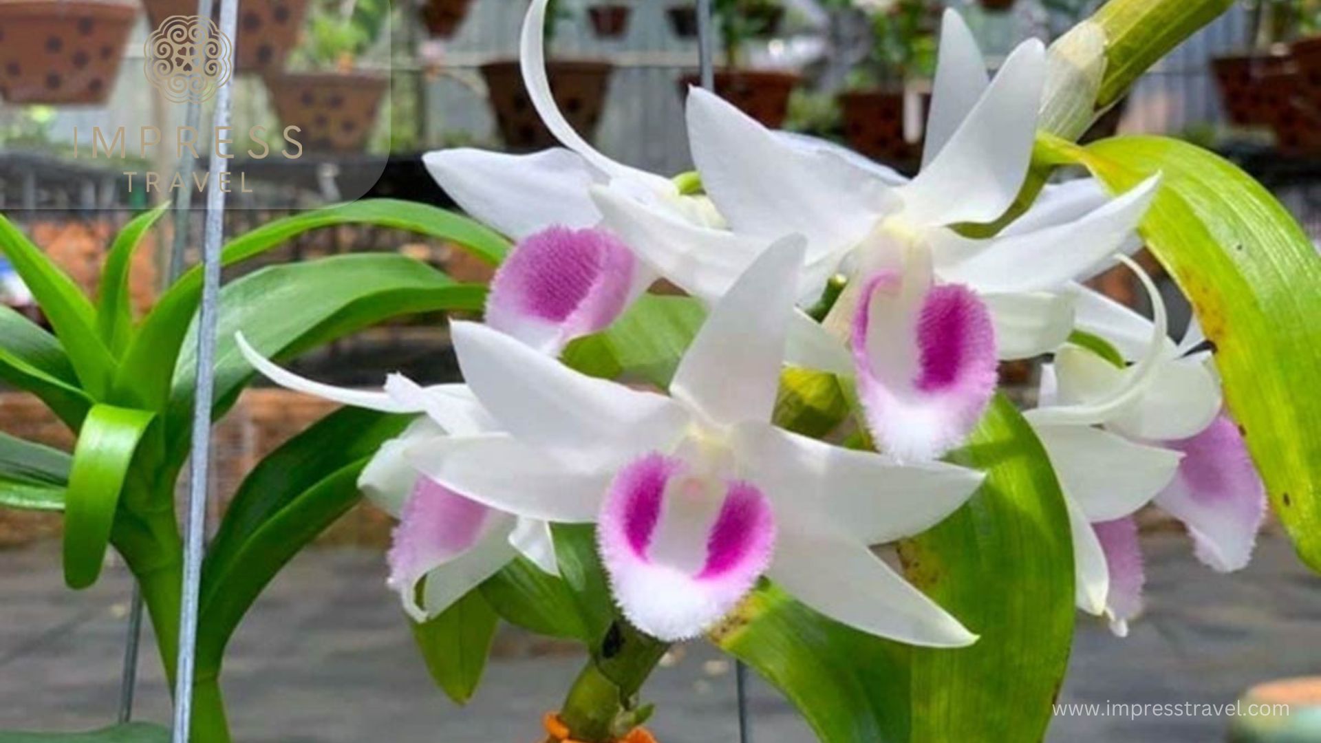 Mutant orchid with 5 white petals