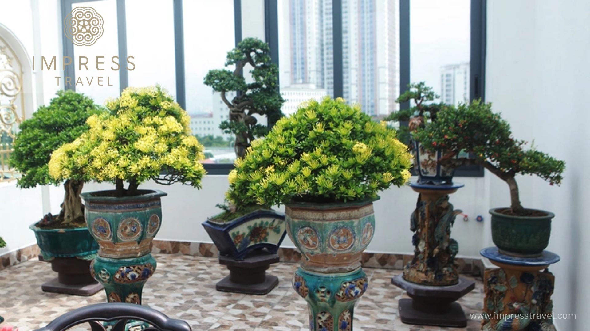 Popular Bonsai Species in Hanoi