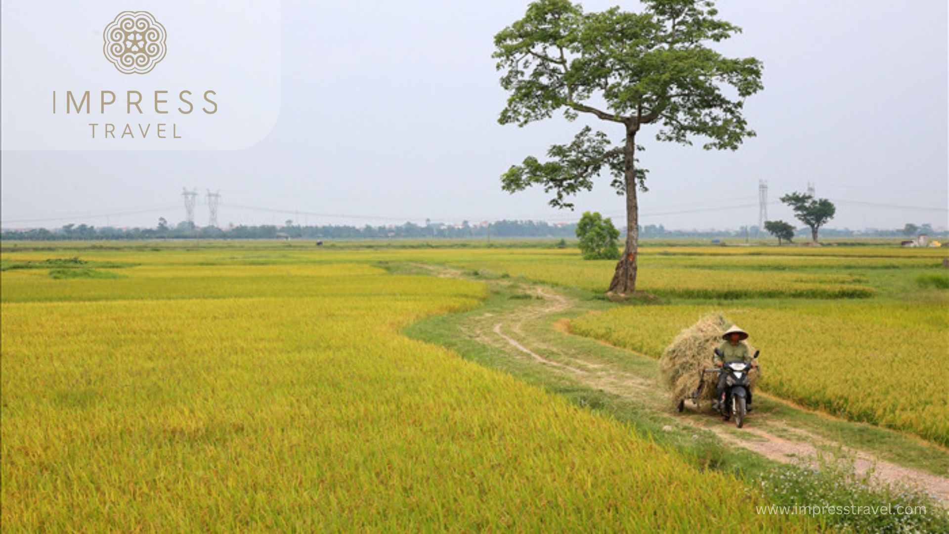 Rice fields in Ha Noi