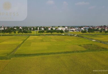 Rice fields in Hanoi