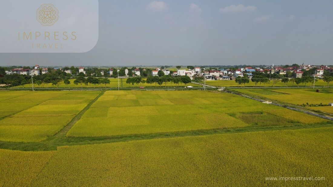 Rice fields in Hanoi